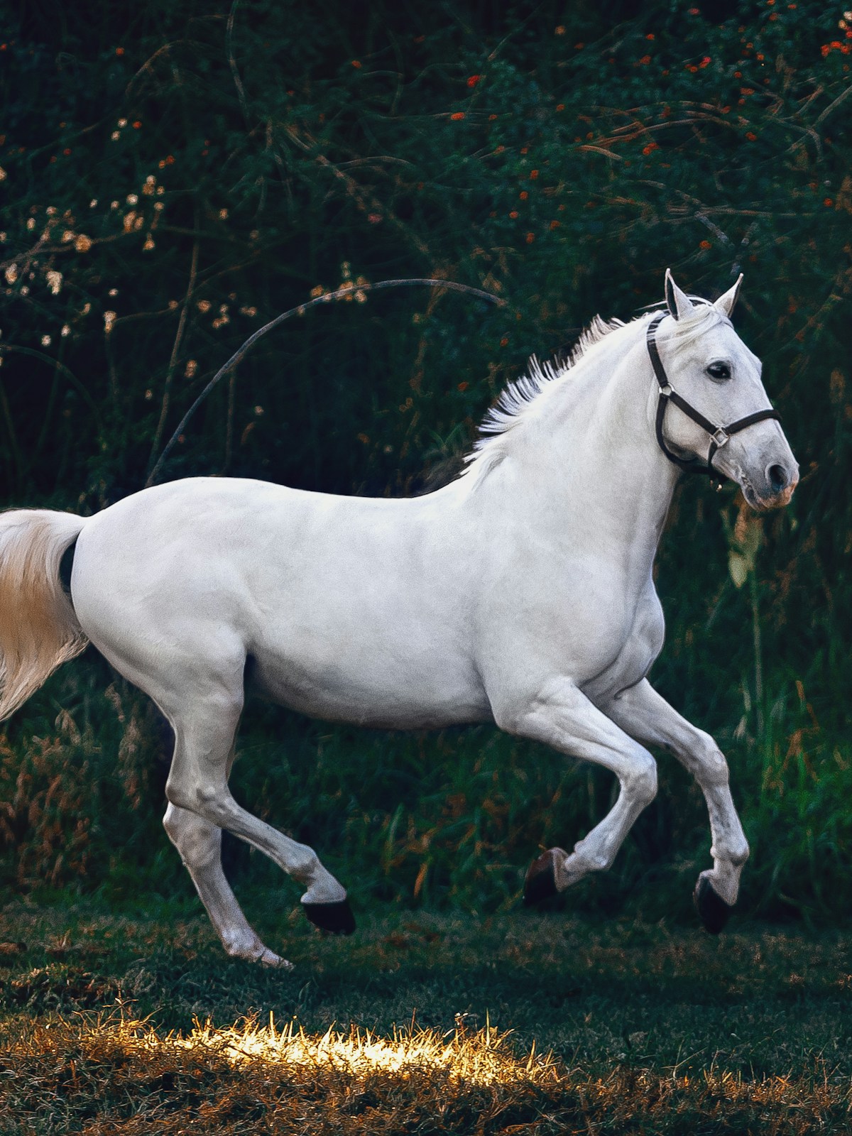 Equine massage therapy