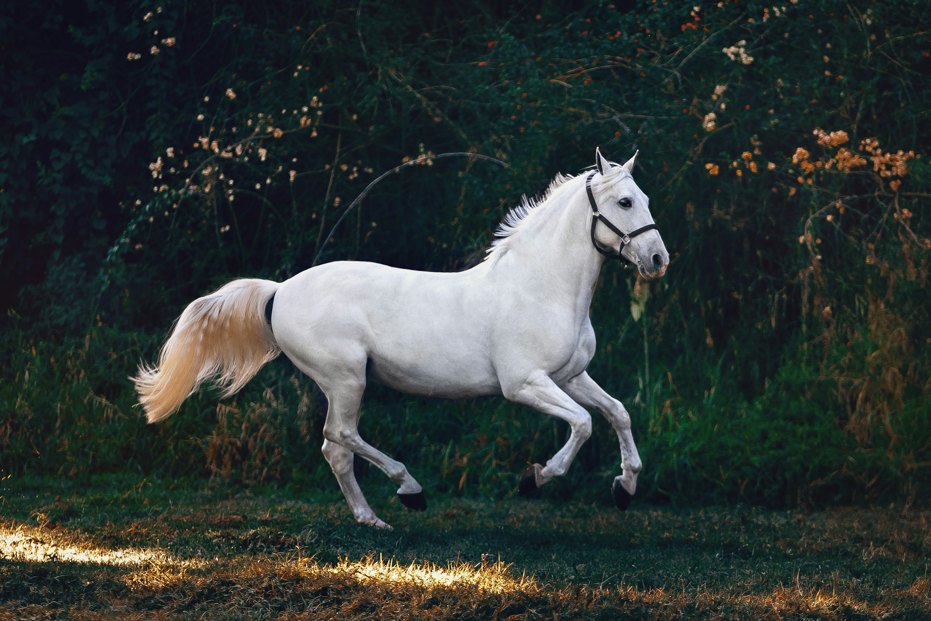 Professional equine therapist with horse